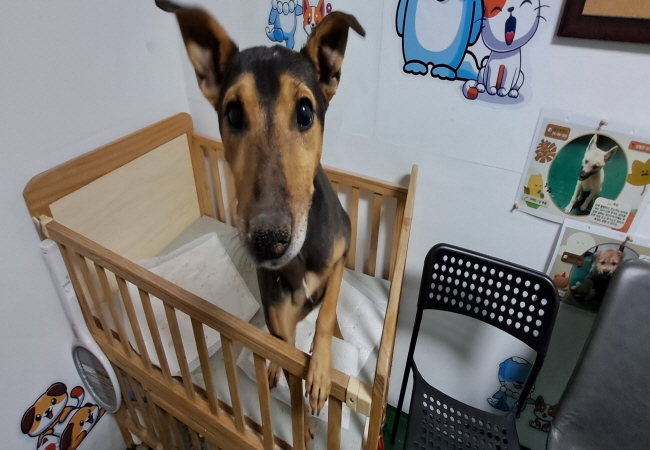 진주시동물보호센터_448531202500012